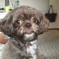 Pound Ridge Veterinary Center ico