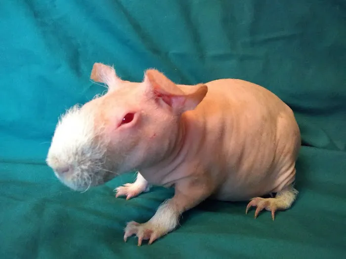 Critters Pet Shop Picture 5