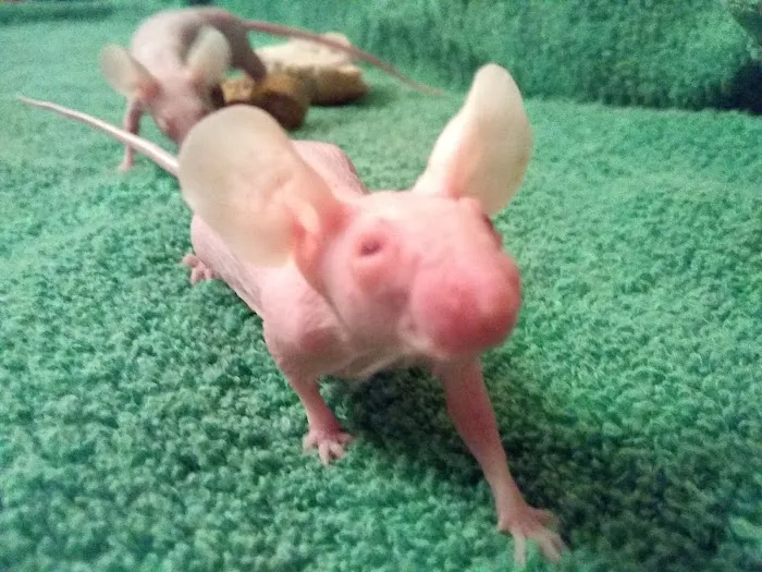 Critters Pet Shop Picture 3