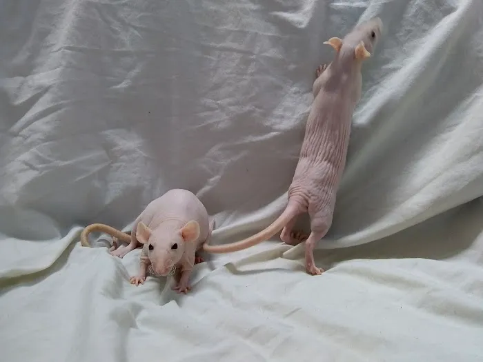 Critters Pet Shop Picture 1