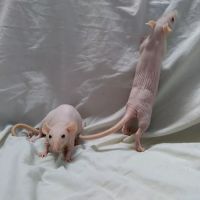 Critters Pet Shop ico