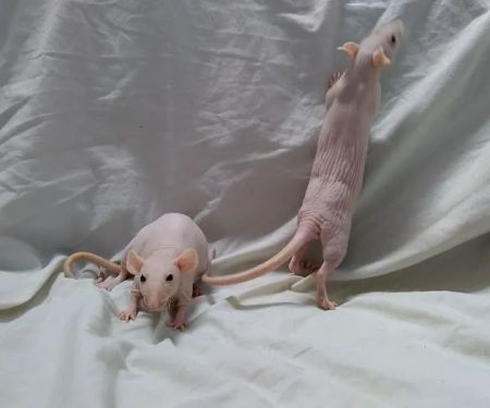 Critters Pet Shop