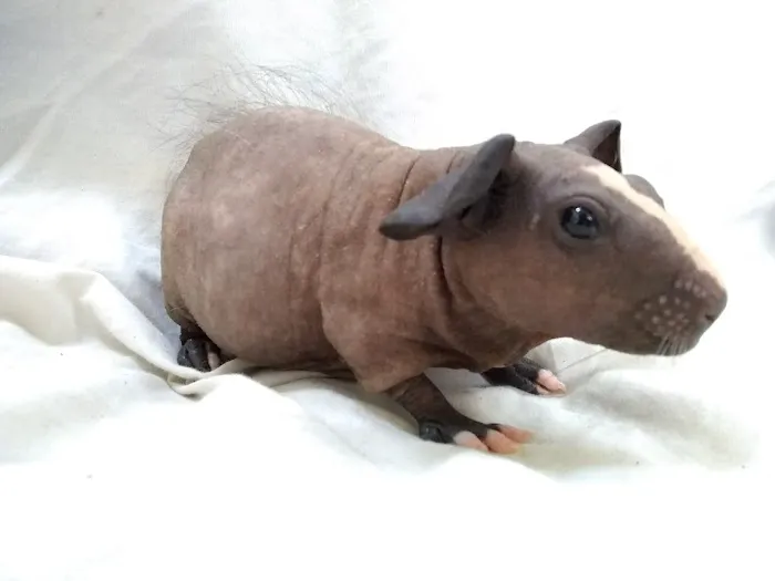 Critters Pet Shop Picture 6