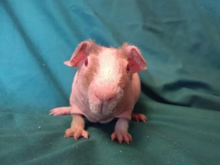 Critters Pet Shop Picture 8