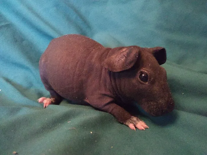 Critters Pet Shop Picture 9