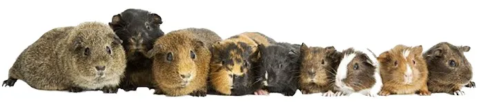 Critters Pet Shop Picture 10