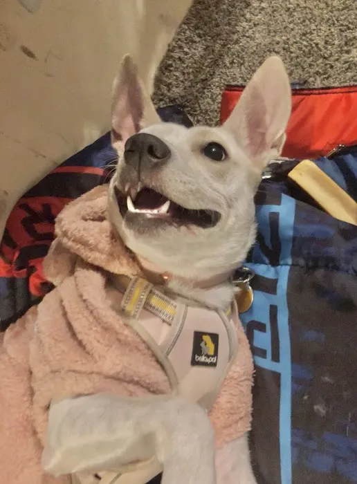 Value Pet Vet Picture 2