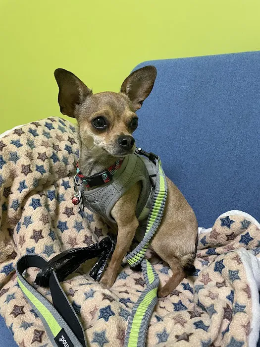 Value Pet Vet Picture 4
