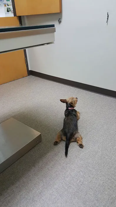 Rockland Veterinary Care - North Rockland Picture 3