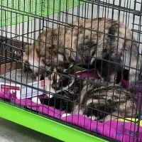 Rockland Veterinary Care - North Rockland ico