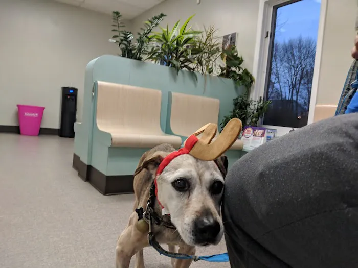 Rockland Veterinary Care - North Rockland Picture 9