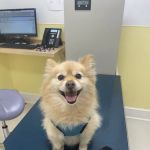 Peekskill-Cortlandt Animal Hospital