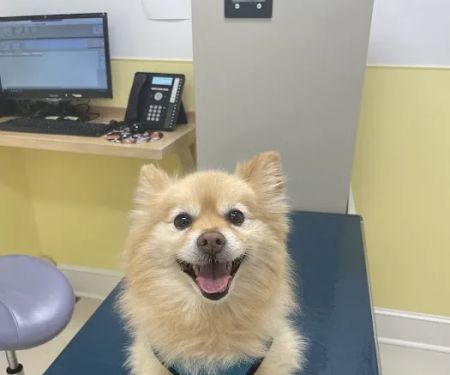 Peekskill-Cortlandt Animal Hospital