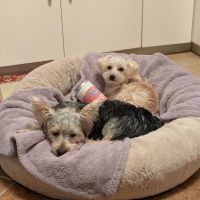 North Westchester Veterinary Office ico