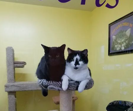 Bo's Pet Shoppe