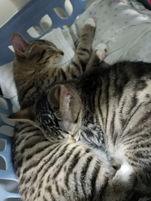 Bo's Pet Shoppe Picture 5