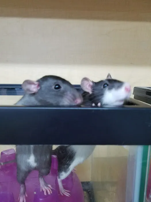 Bo's Pet Shoppe Picture 3