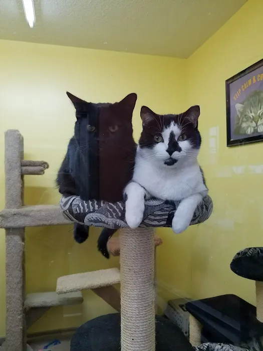 Bo's Pet Shoppe Picture 4