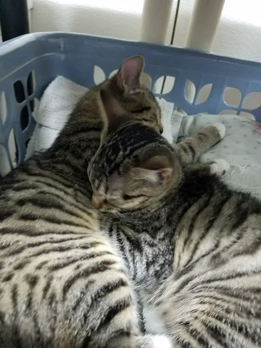 Bo's Pet Shoppe Picture 2