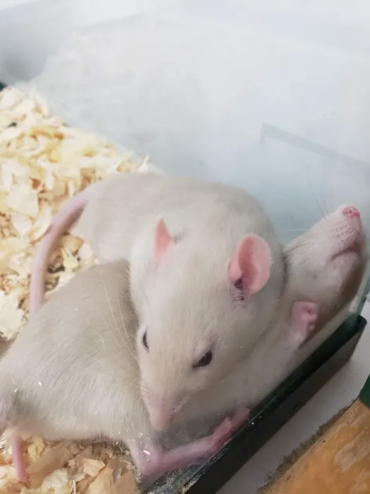 Bo's Pet Shoppe Picture 7