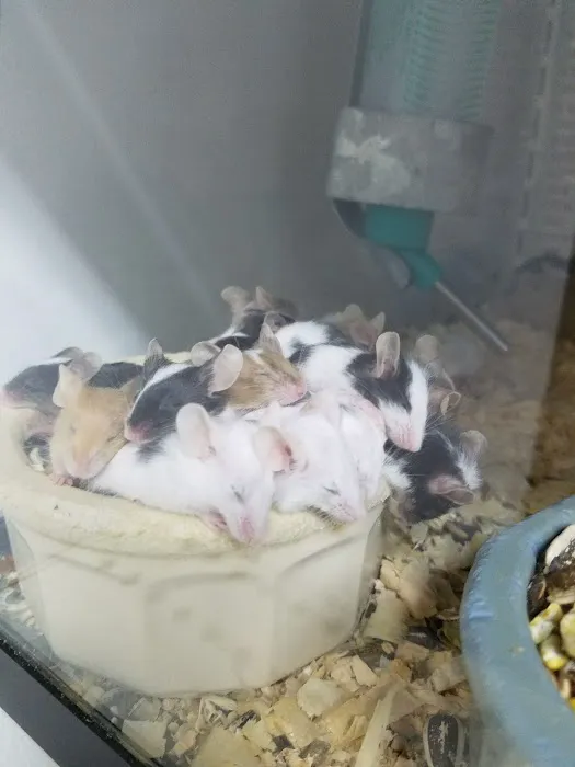 Bo's Pet Shoppe Picture 8