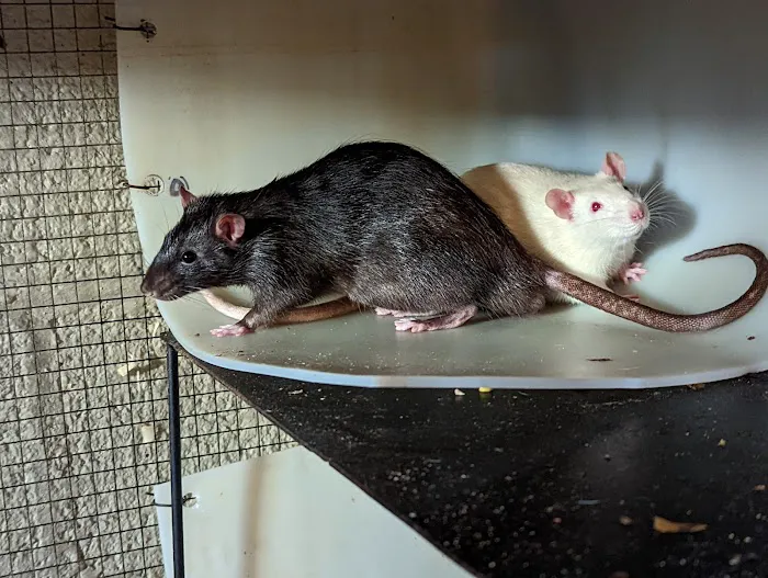 Bo's Pet Shoppe Picture 9