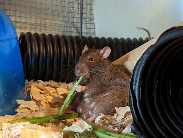 Bo's Pet Shoppe Picture 10