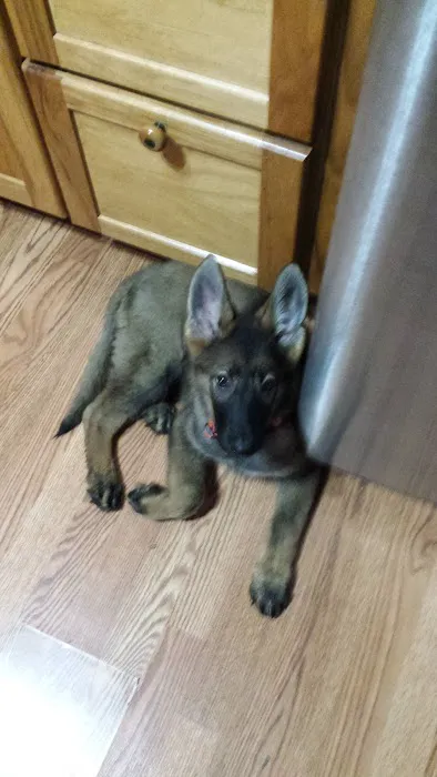 Harbor Pet Center Picture 6