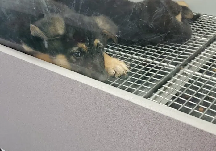 Harbor Pet Center Picture 10