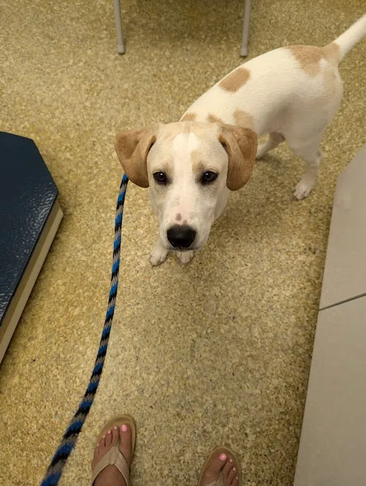 Wayne Animal Hospital Picture 1
