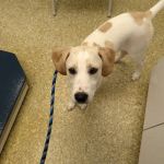 Wayne Animal Hospital