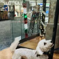 Pups Path ico