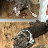 Pompton Lakes Animal Hospital ico