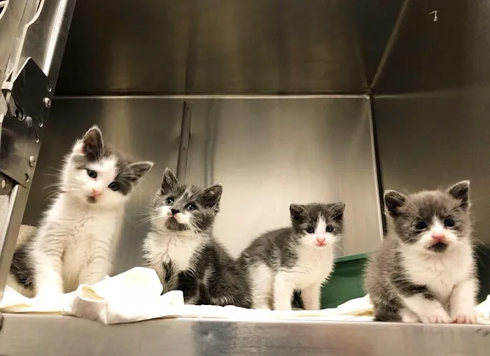 Pompton Lakes Animal Hospital Picture 6