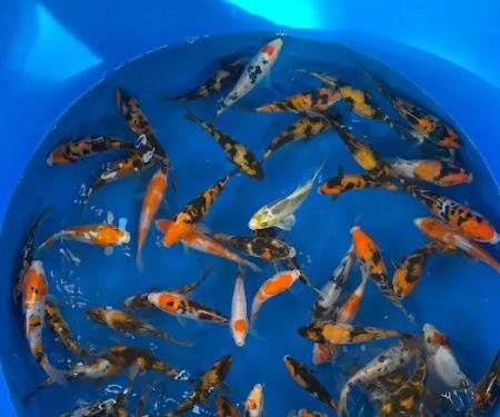 Ohio Aquatic Distributors LLC