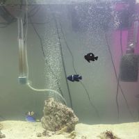 Extreme tropical pets ico
