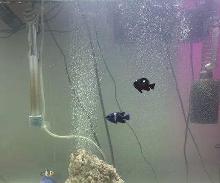 Extreme tropical pets