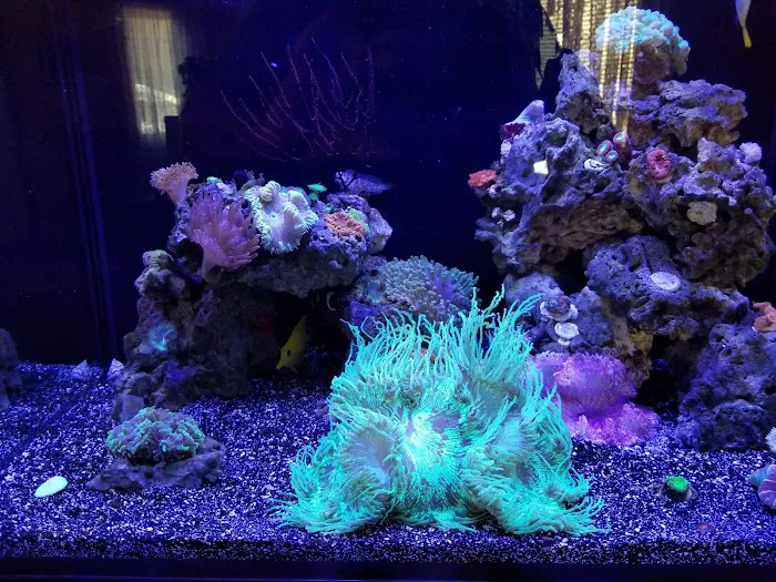 Extreme tropical pets Picture 8