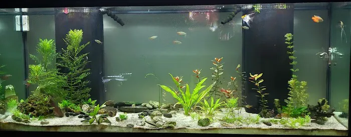 Extreme tropical pets Picture 4