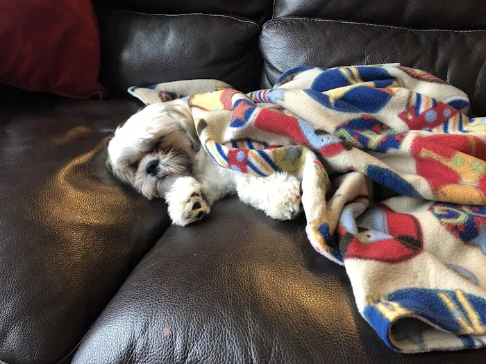 Berlin Pet Shoppe Picture 1