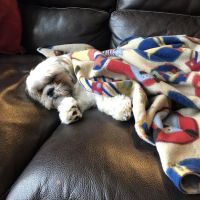 Berlin Pet Shoppe ico