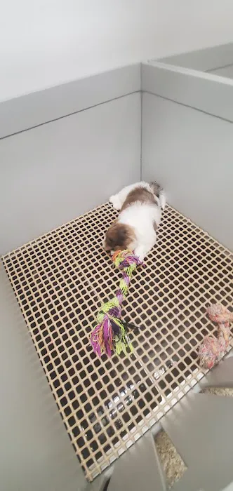 Berlin Pet Shoppe Picture 3