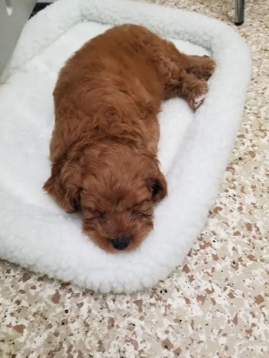 Berlin Pet Shoppe Picture 9