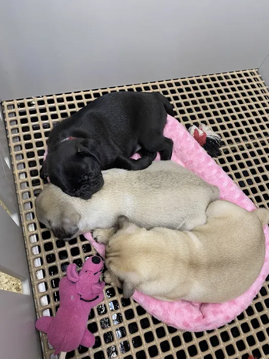 Berlin Pet Shoppe Picture 8