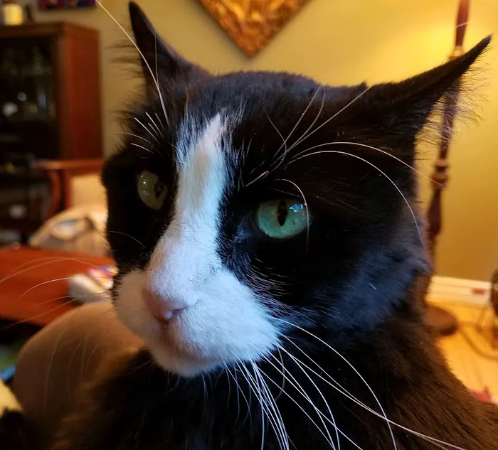 Town & Country Veterinary Cat Hospital Picture 5