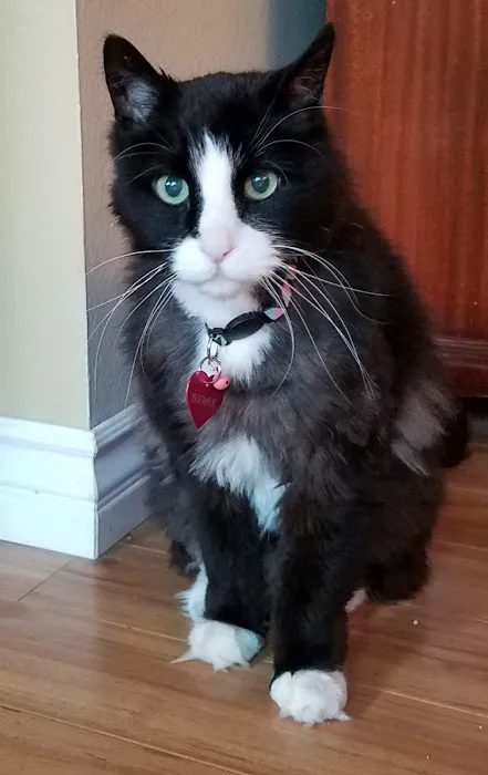 Town & Country Veterinary Cat Hospital Picture 4