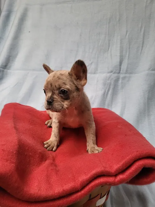 5 Star Puppies Picture 1