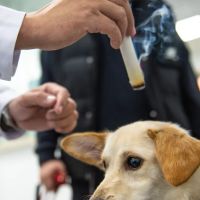 Riverdale Integrative Veterinary Care ico
