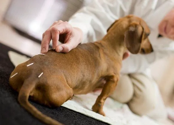 Riverdale Integrative Veterinary Care Picture 7