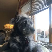 Swiss Village Furry Pals ico